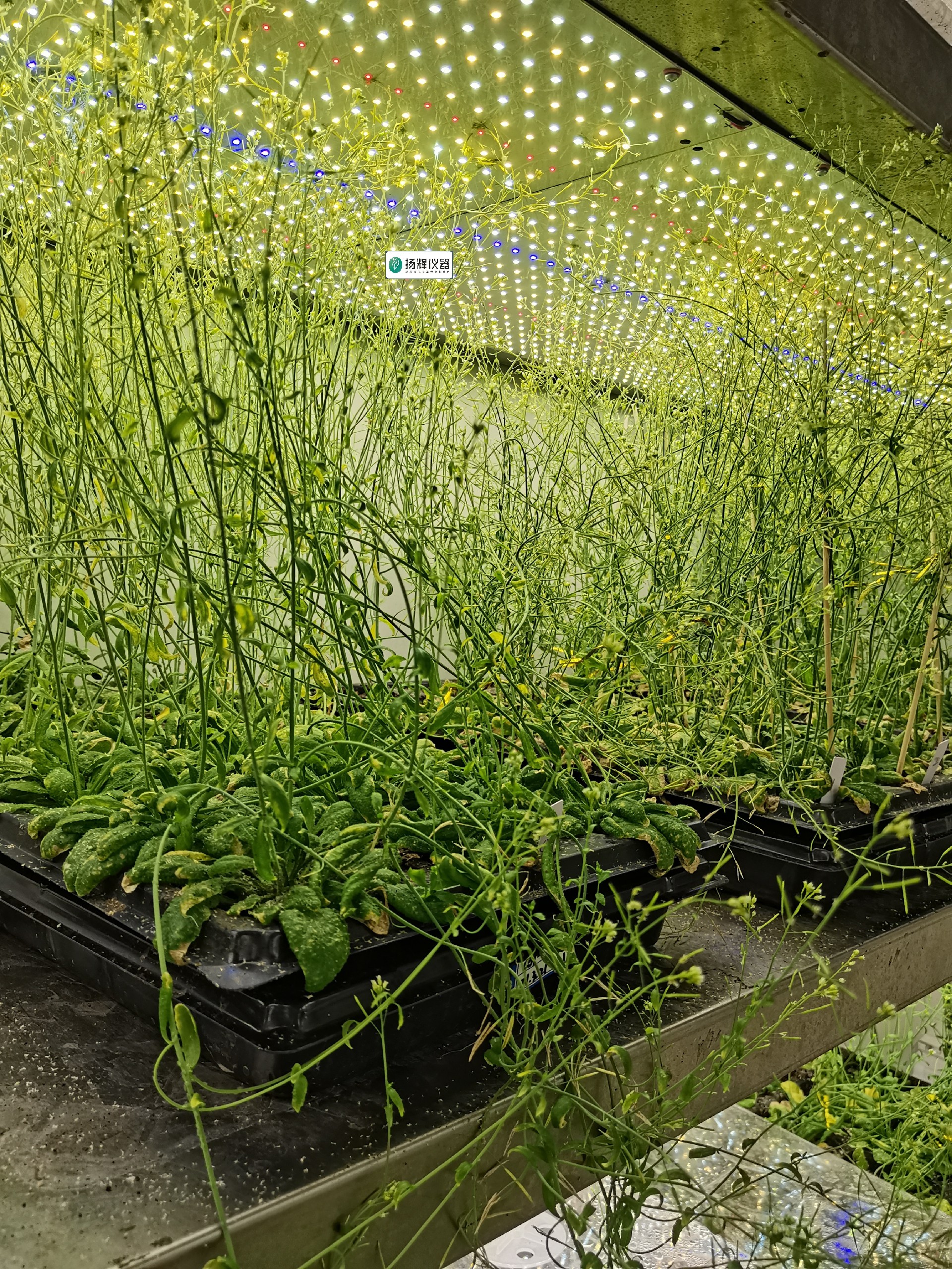 1668848420426431.jpg 拟南芥3.jpg